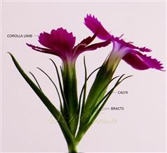 Flowers in cyme